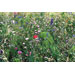 MO6501-13 product photo Top View 1XS