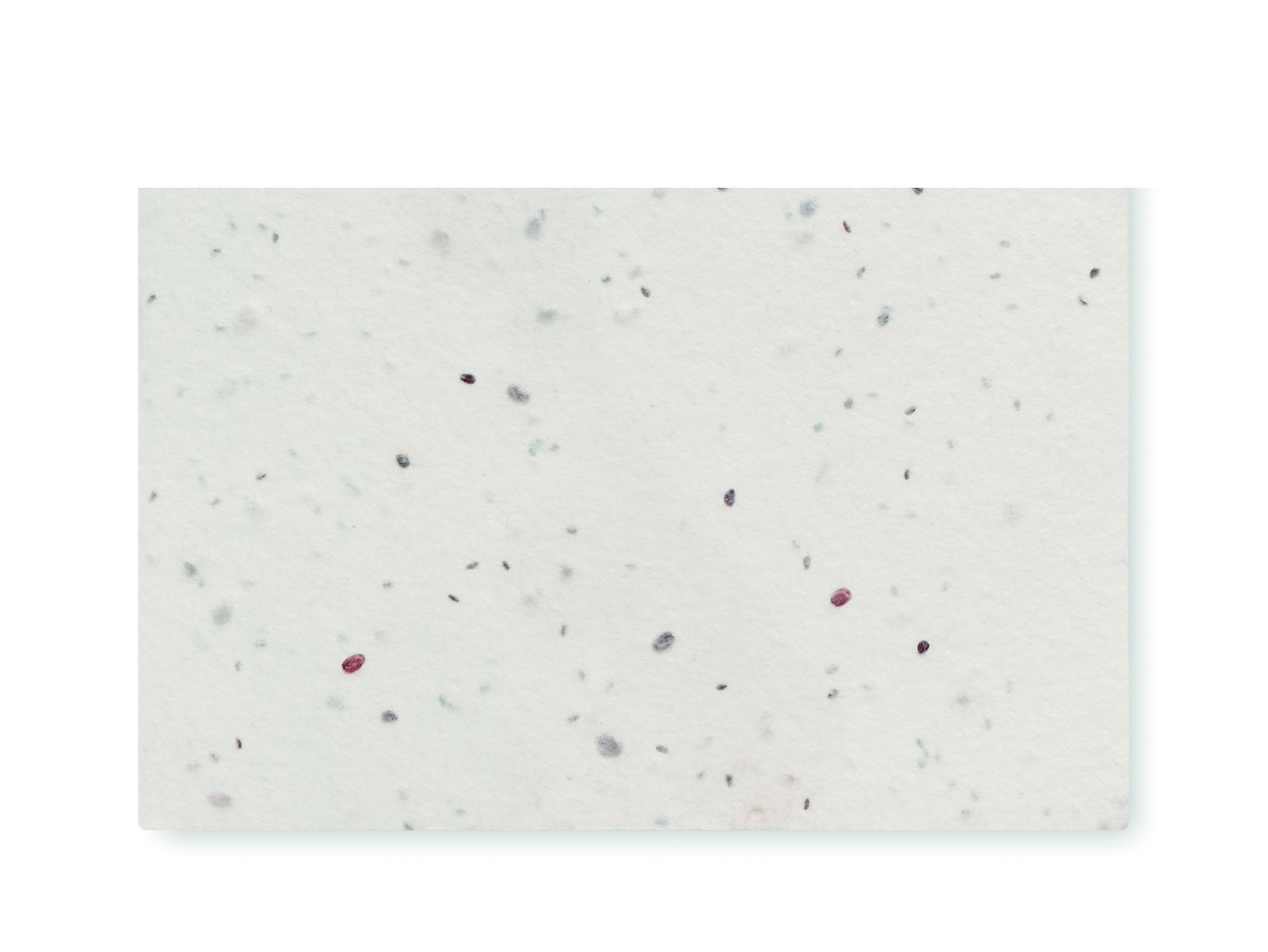 ASIDA Carte de visite pour les graine